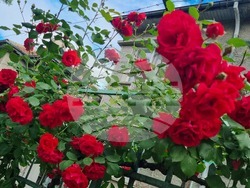 Търговище – рози – пролет