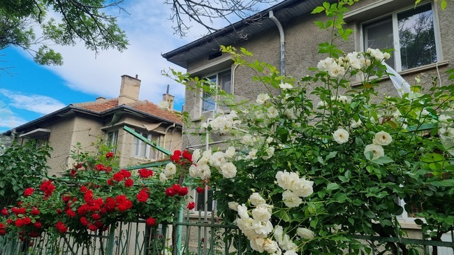 Търговище - рози - пролет