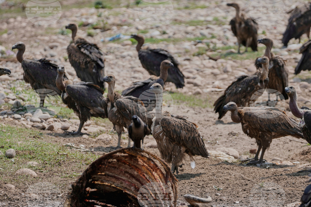 India Vultures