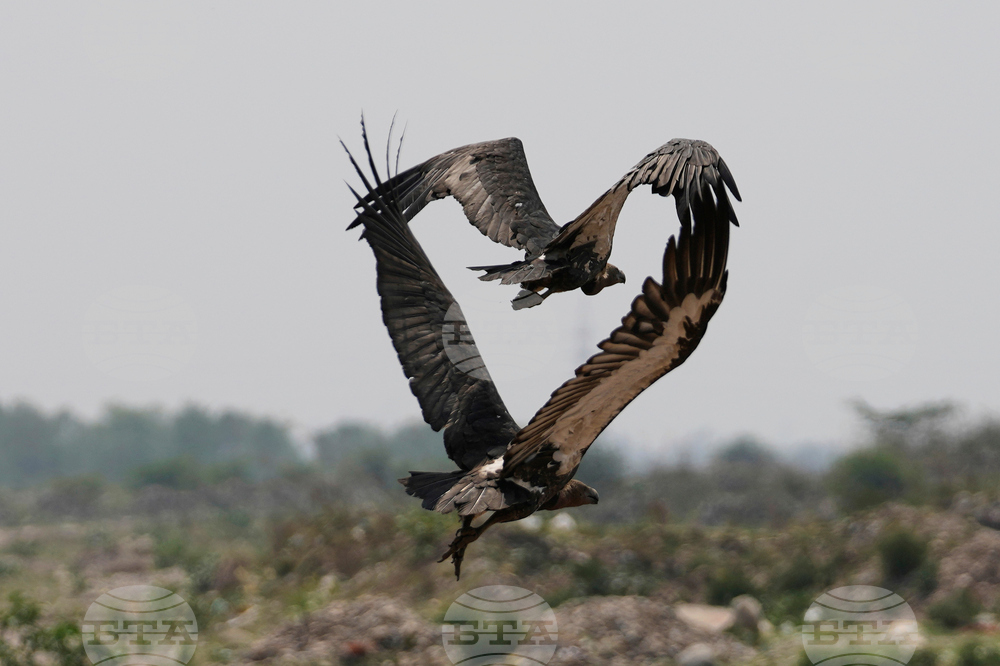 India Vultures