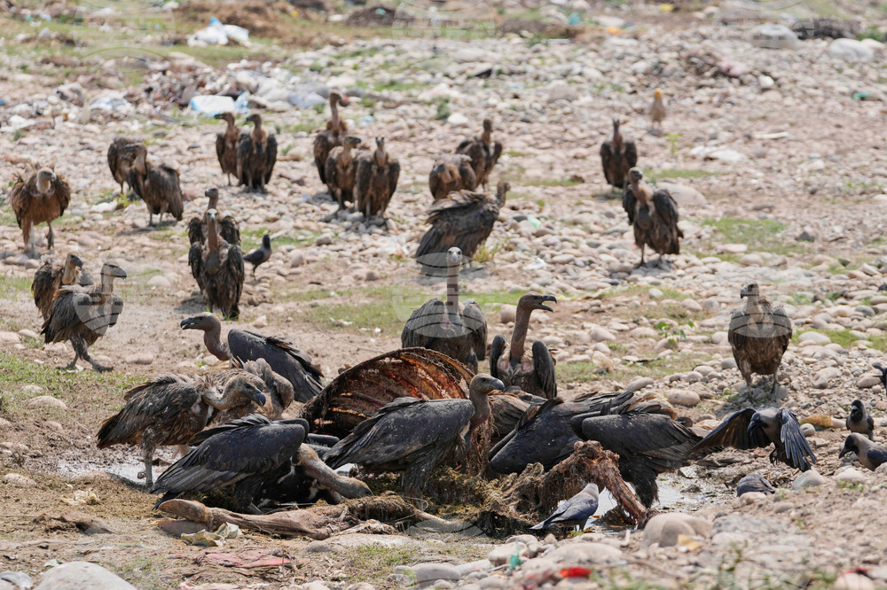 India Vultures