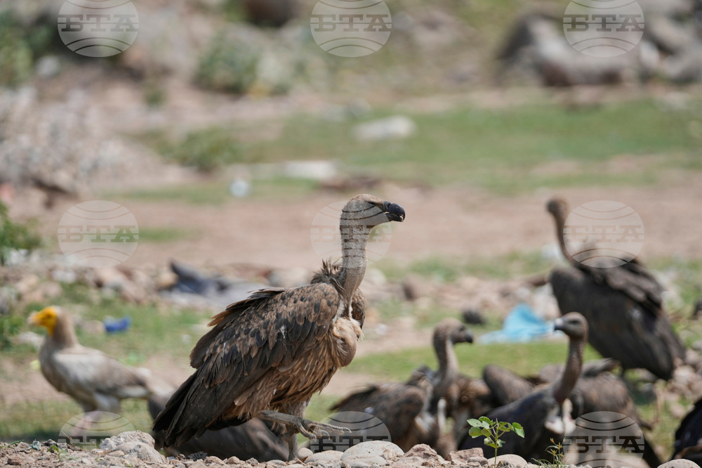 India Vultures