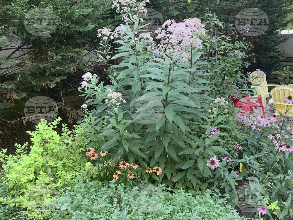 Gardening - Chelsea Chop