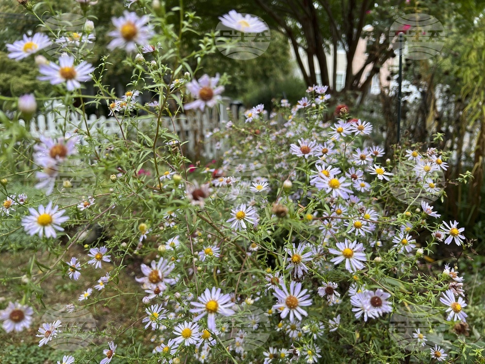 Gardening - Chelsea Chop