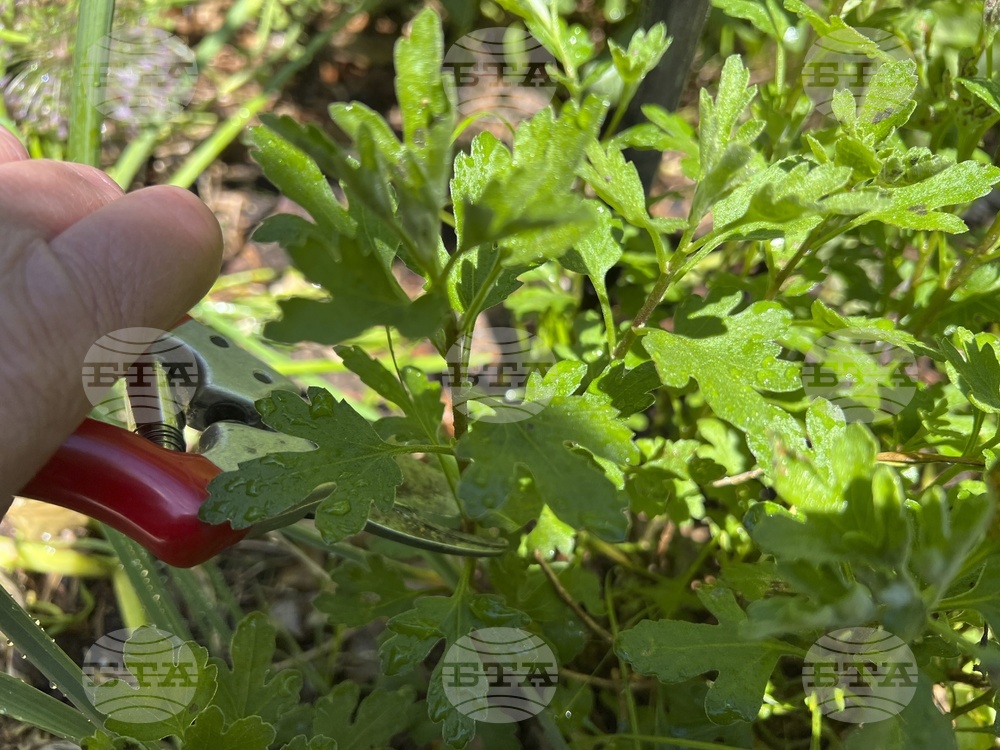 Gardening - Chelsea Chop