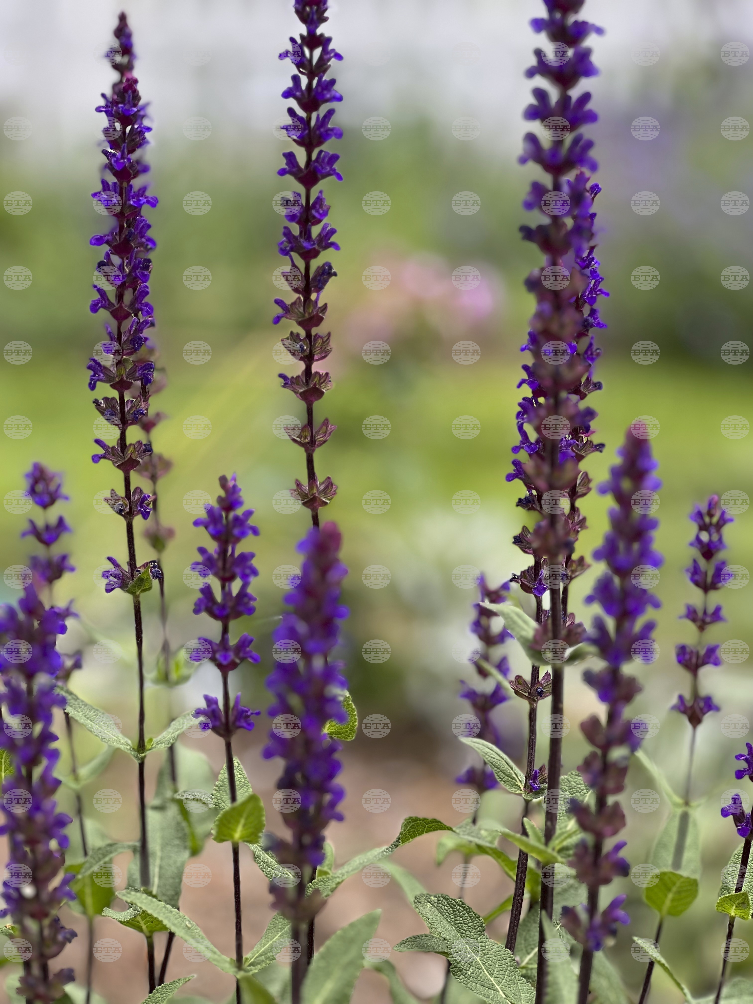 Gardening - Chelsea Chop