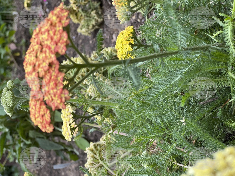 Gardening - Chelsea Chop