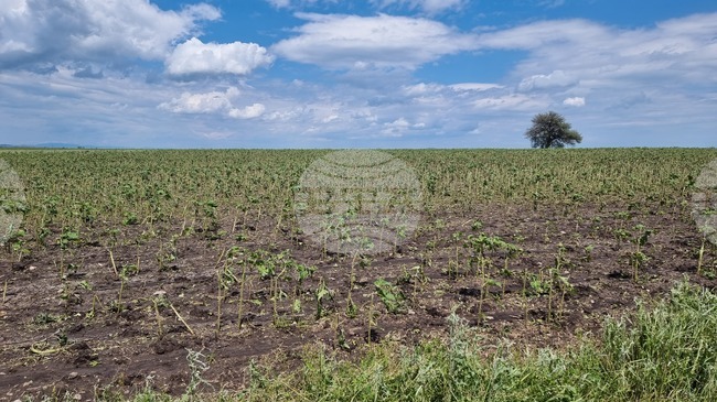 От 2 до 10 март земеделските стопани могат да заявяват подпомагане за пропаднали площи от градушка, буря и суша, настъпили през 2024 г.