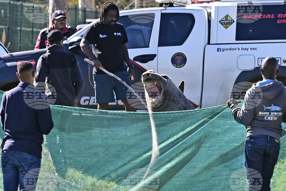 South Africa Lost Elephant Seal