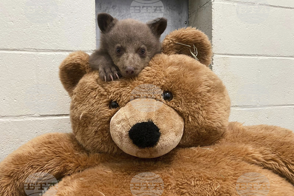 Rescued Bear Cub