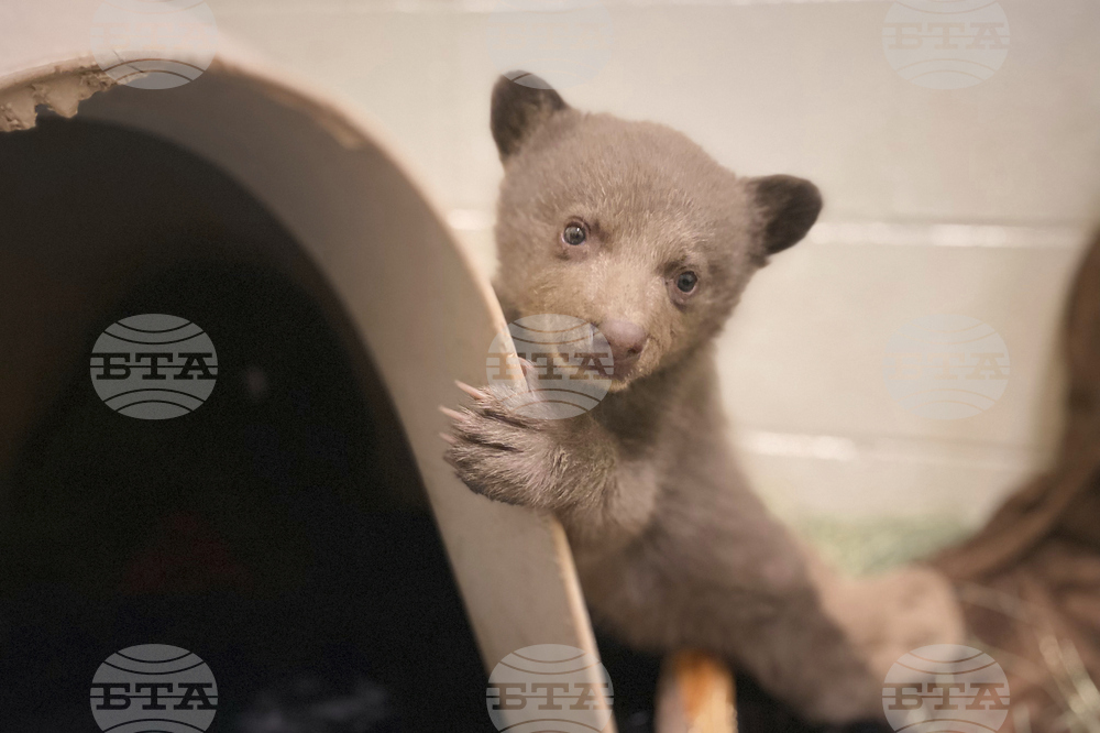 Rescued Bear Cub