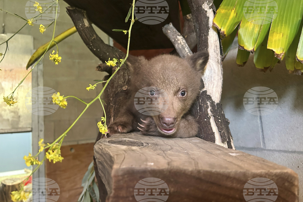 Rescued Bear Cub