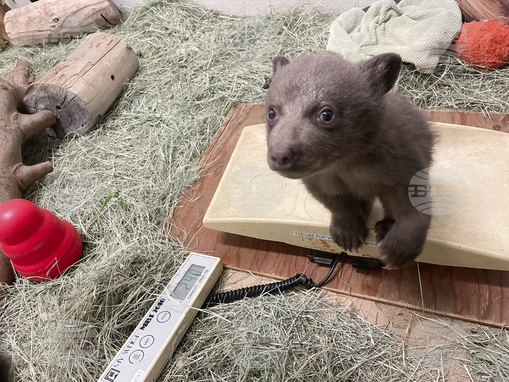 Rescued Bear Cub