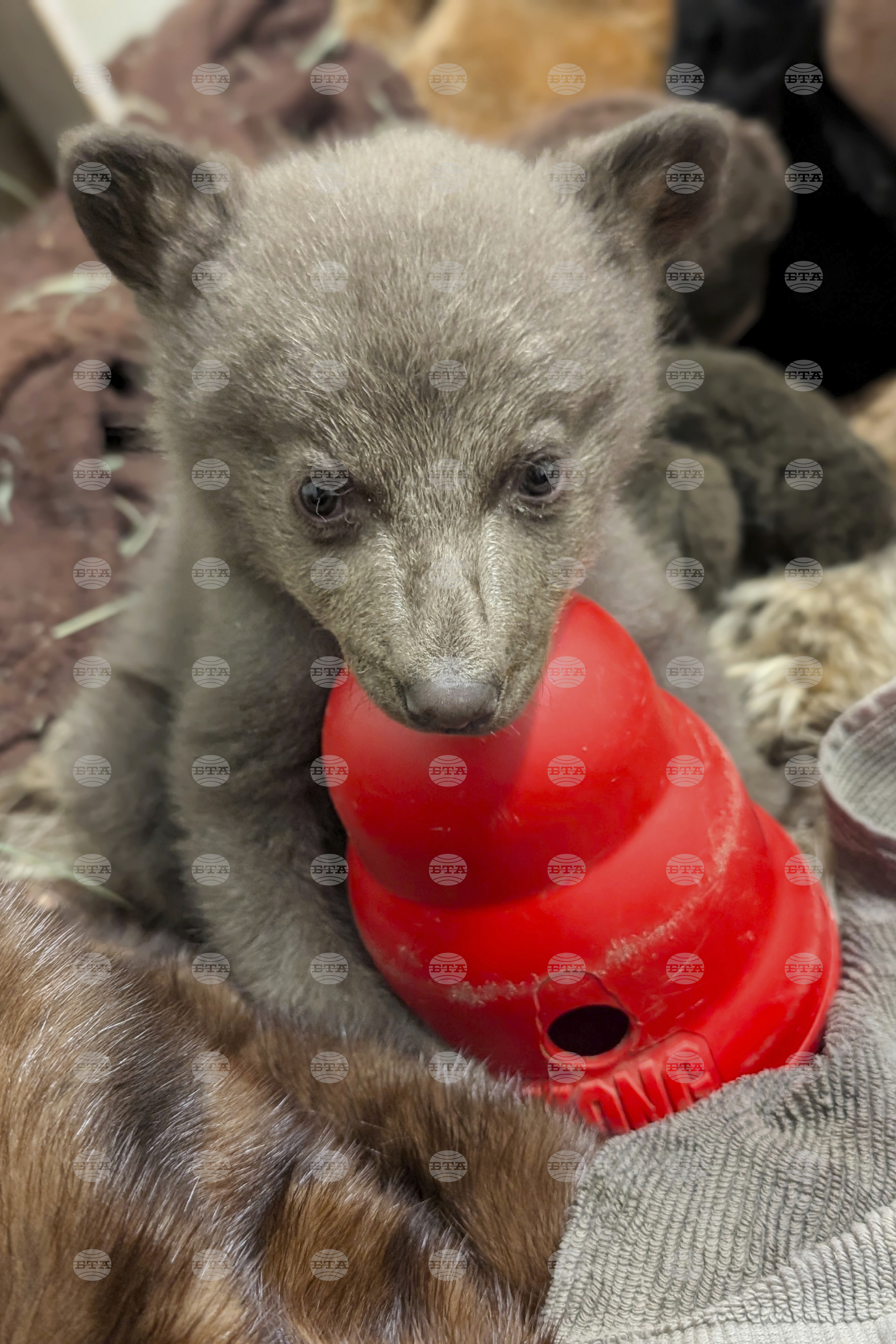 Rescued Bear Cub