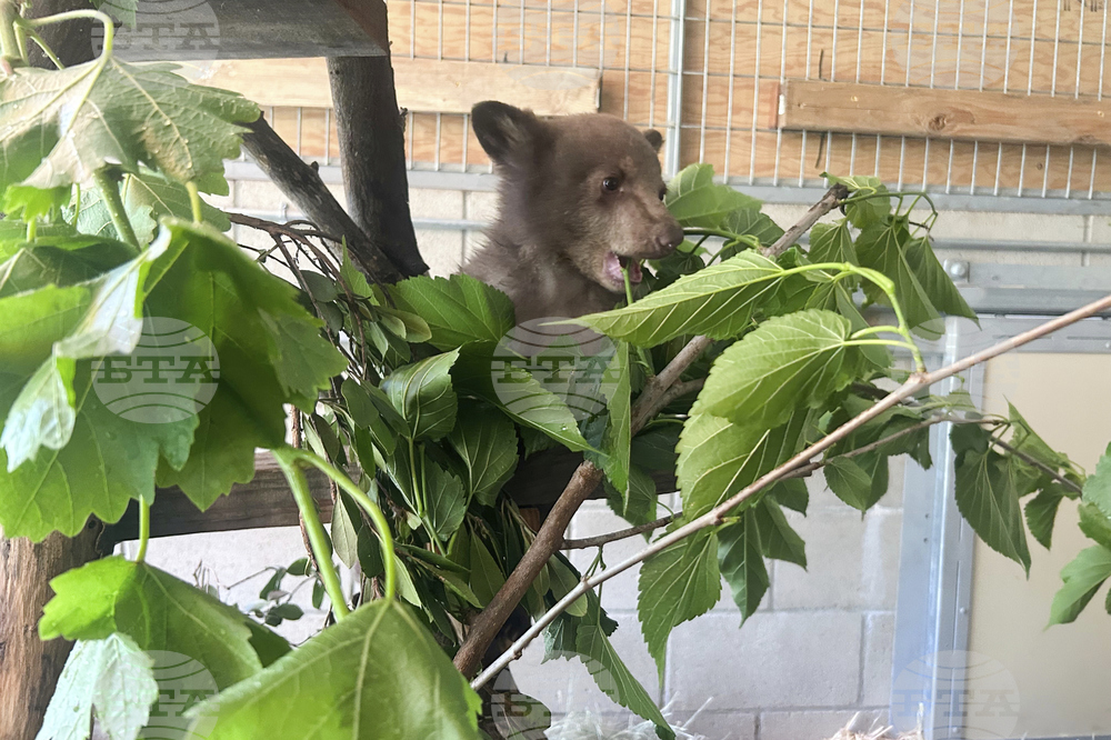 Rescued Bear Cub
