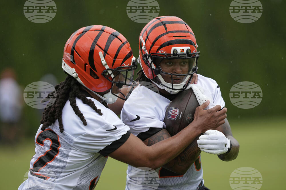 Bengals Football