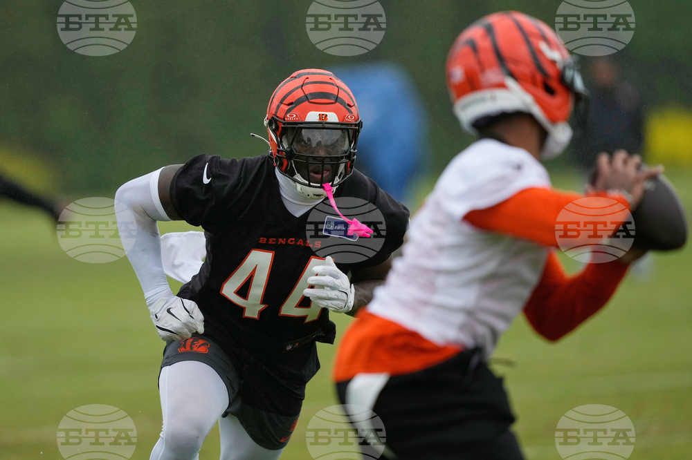 Bengals Football