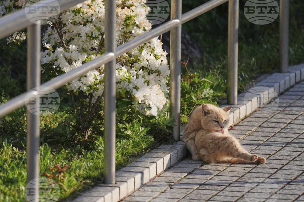 Japan Bobtail Cats