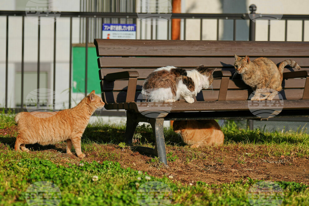 Japan Bobtail Cats