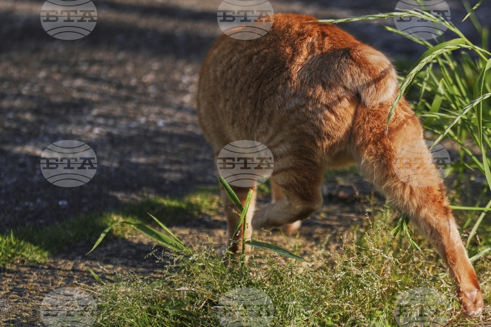 Japan Bobtail Cats