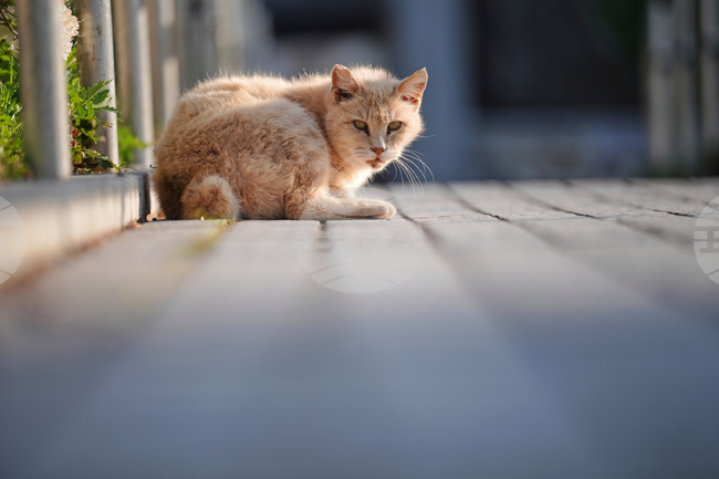 Котките се завръщат в двореца „Топкапъ“ в Истанбул след възстановяването на котешка вратичка, водеща към дворцовия харем 