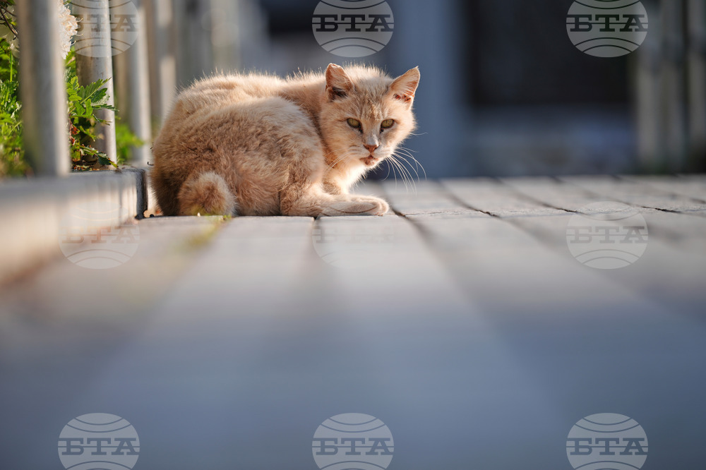 Japan Bobtail Cats