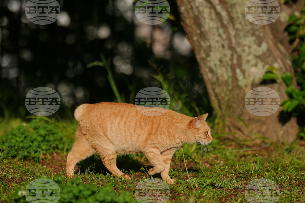 Japan Bobtail Cats