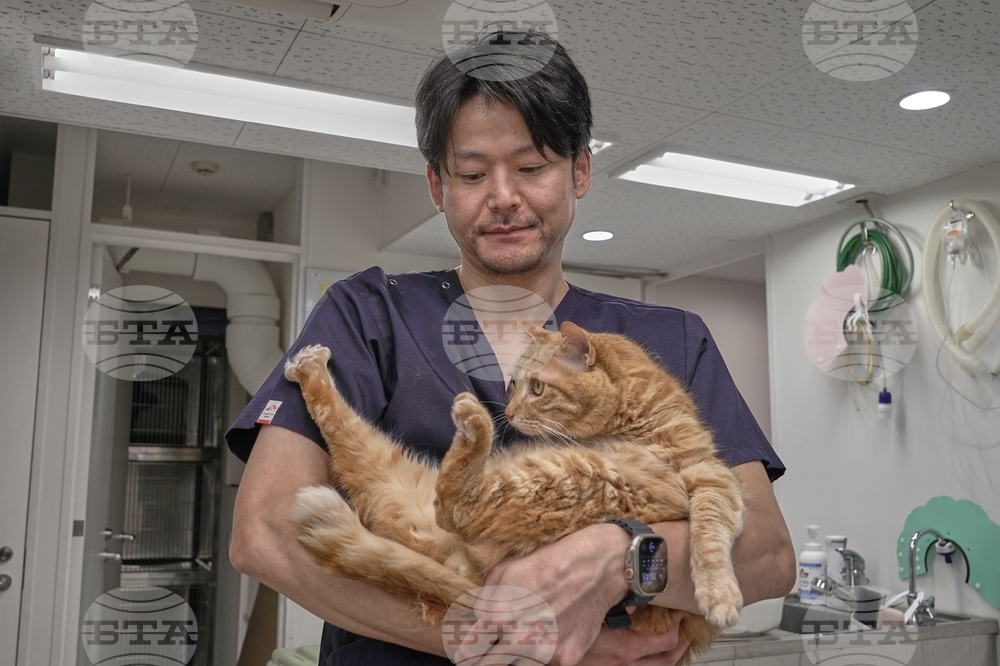 Japan Bobtail Cats