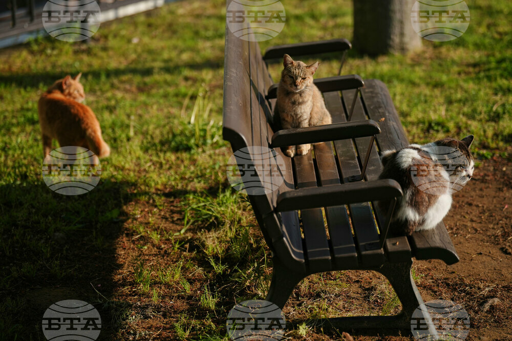 Japan Bobtail Cats