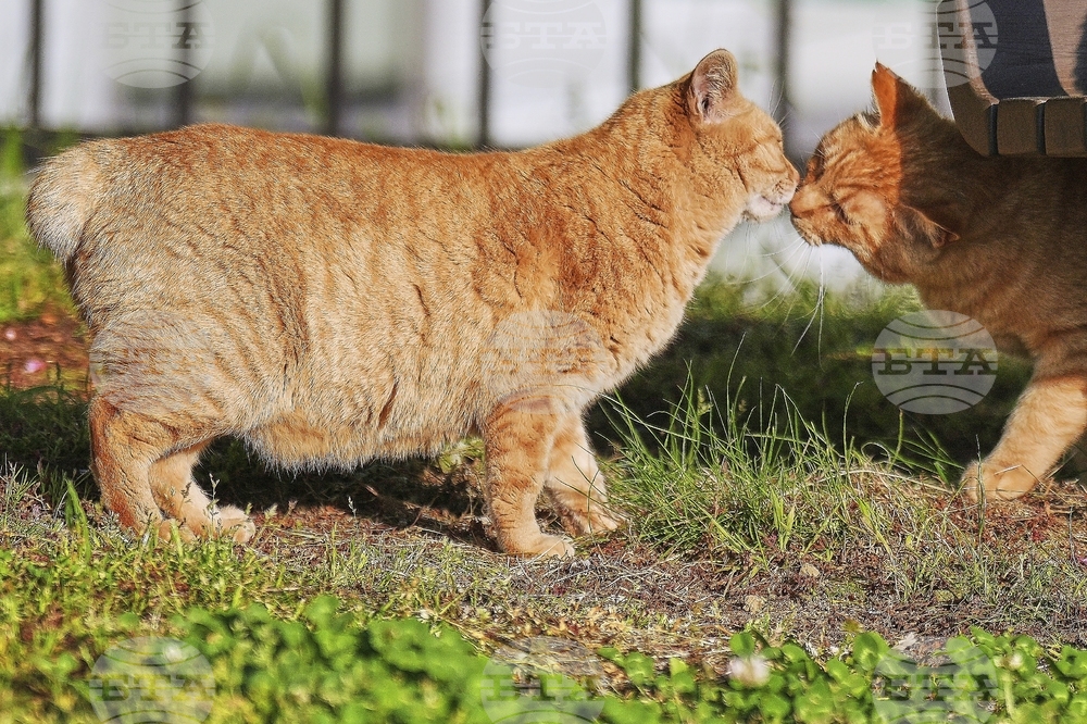 Japan Bobtail Cats