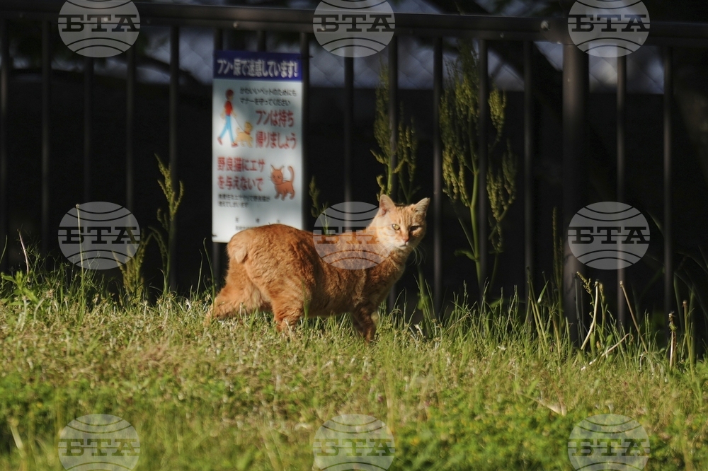 Japan Bobtail Cats