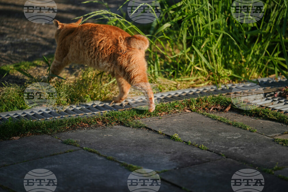 Japan Bobtail Cats