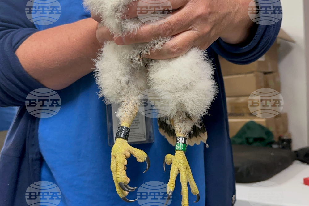 Peregrine Falcons Bird Flu