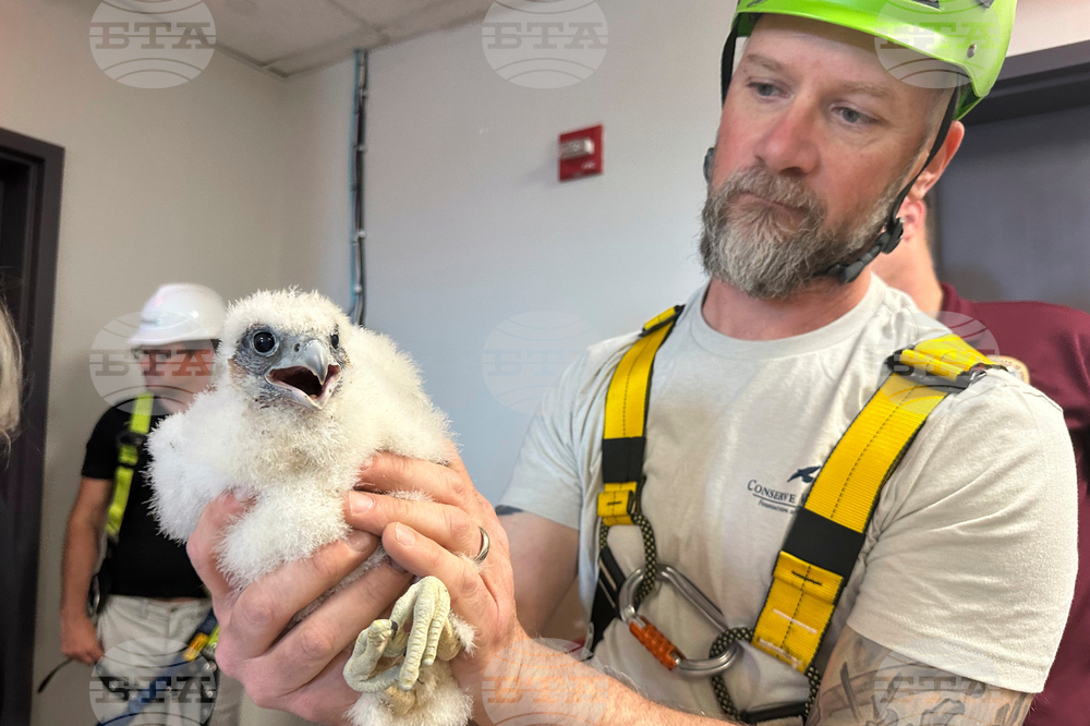 Peregrine Falcons Bird Flu