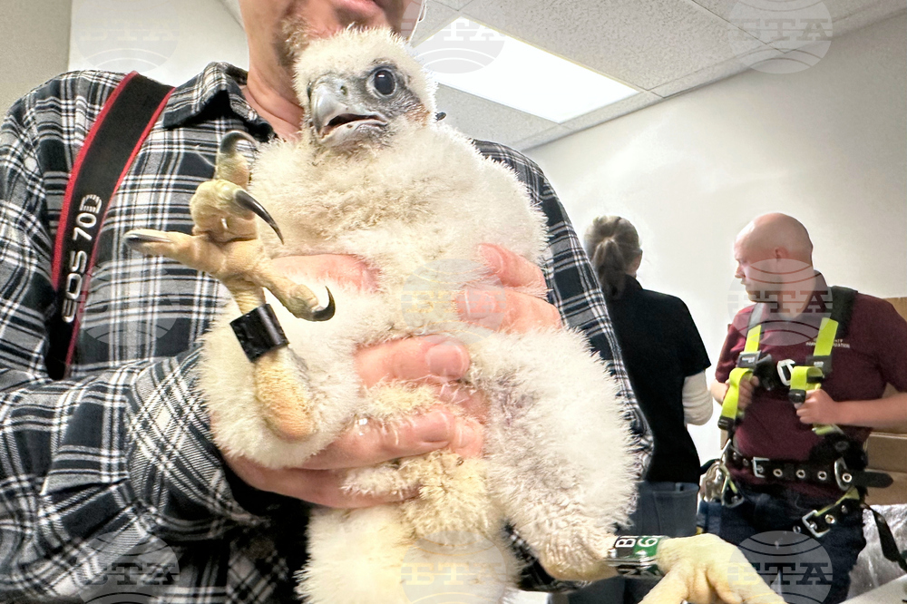 Peregrine Falcons Bird Flu