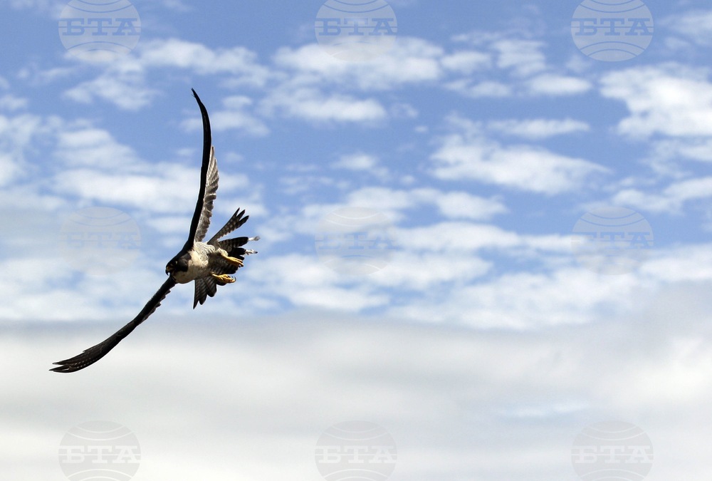 Peregrine Falcons Bird Flu