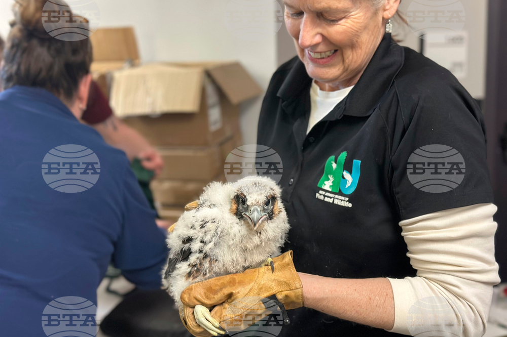 Peregrine Falcons Bird Flu