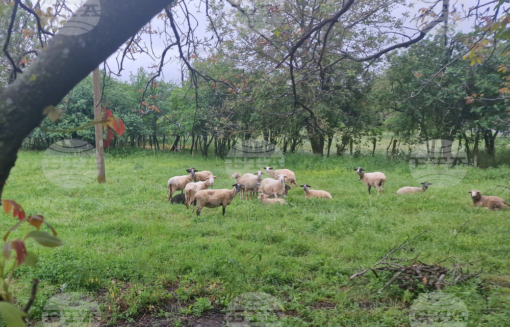 Ovine Rinderpest Detected in Two Sheep Farms in Svilengrad Municipality
