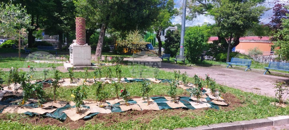 Засаждане на 120 рози се състоя в Колеферо под патронажа на кметство Колеферо, Италия