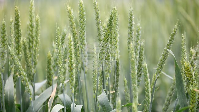 Българските земеделски стопани могат да подават разходооправдателни документи в Системата за електронни услуги по две екосхеми