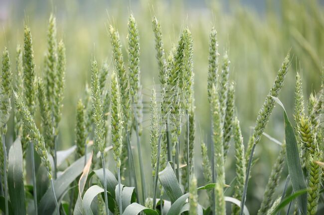 Българската аграрна камара е отправила официална покана до ръководството на Българската агрохранителна камара за провеждане на съвместно заседание