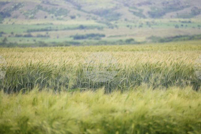 Най-голяма площ в България през 2024 г. са заемали земеделските територии, съобщи НСИ