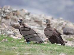 Снимка: Българско дружество за защита на птиците