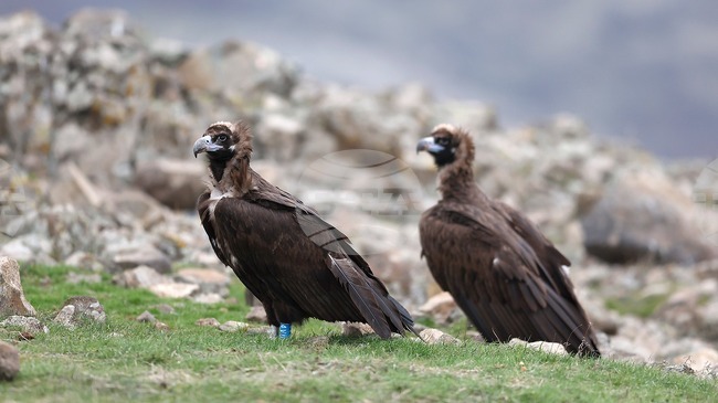 Отравянето крие голям риск за крехката популация на лешоядите, каза екологът Димитър Градинаров по повод Международния ден на птиците