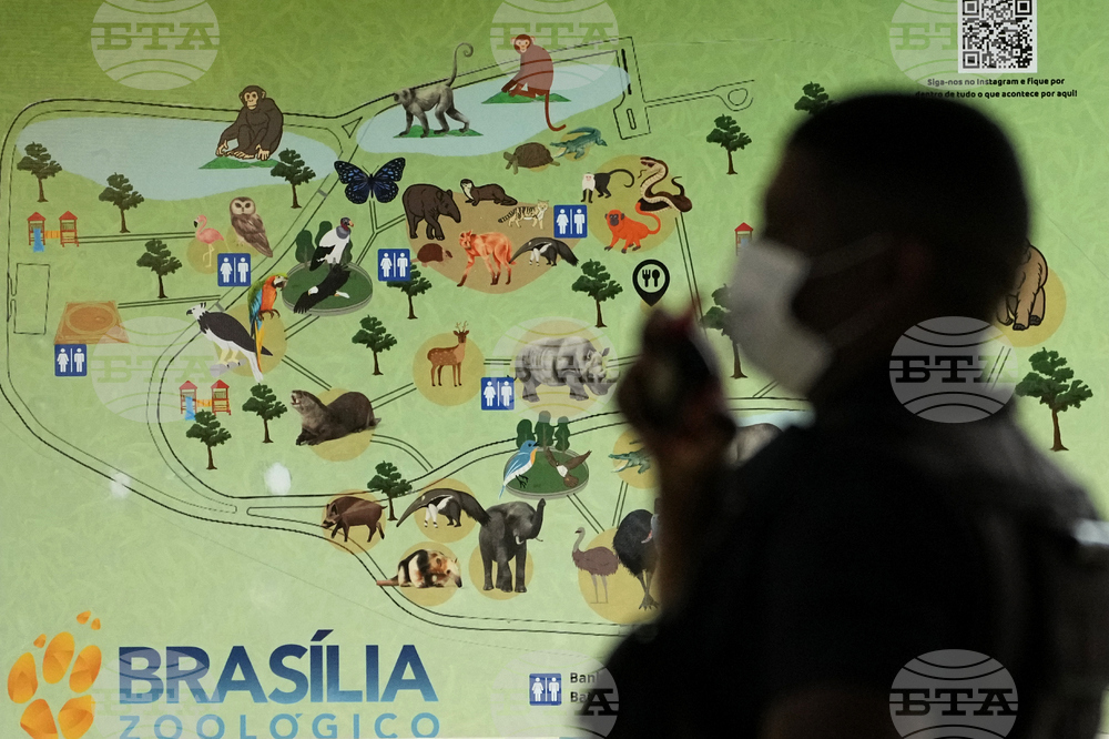 Brazil Bird Flu
