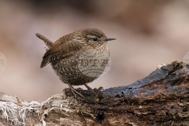 Птиците показват своята индивидуалност чрез песен, установи изследване