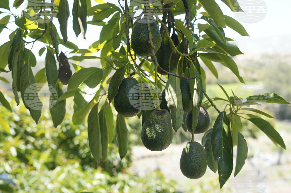California Avocados