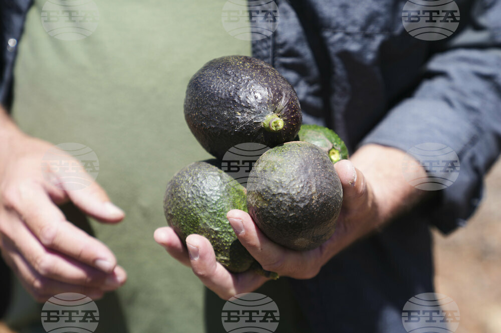 California Avocados