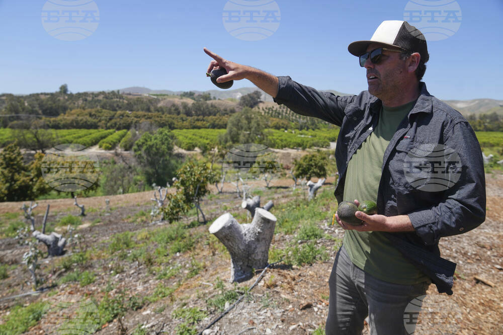 California Avocados