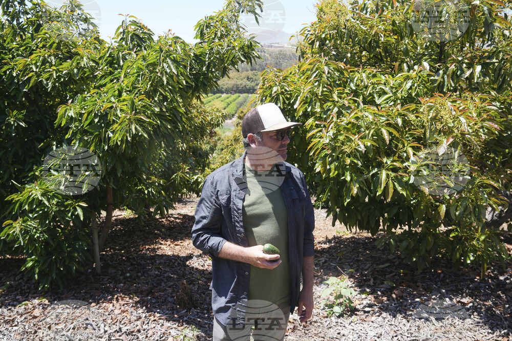 California Avocados